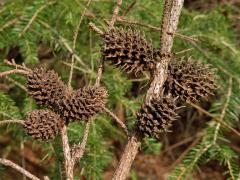 Hálky korovnice smrkové (Sacchiphantes abietis)