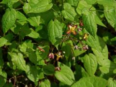 Škornice alpská (Epimedium alpinum L.)