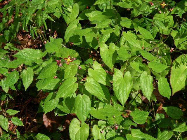 Škornice alpská (Epimedium alpinum L.)