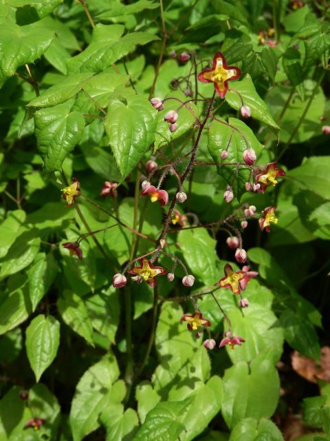 Škornice alpská (Epimedium alpinum L.)