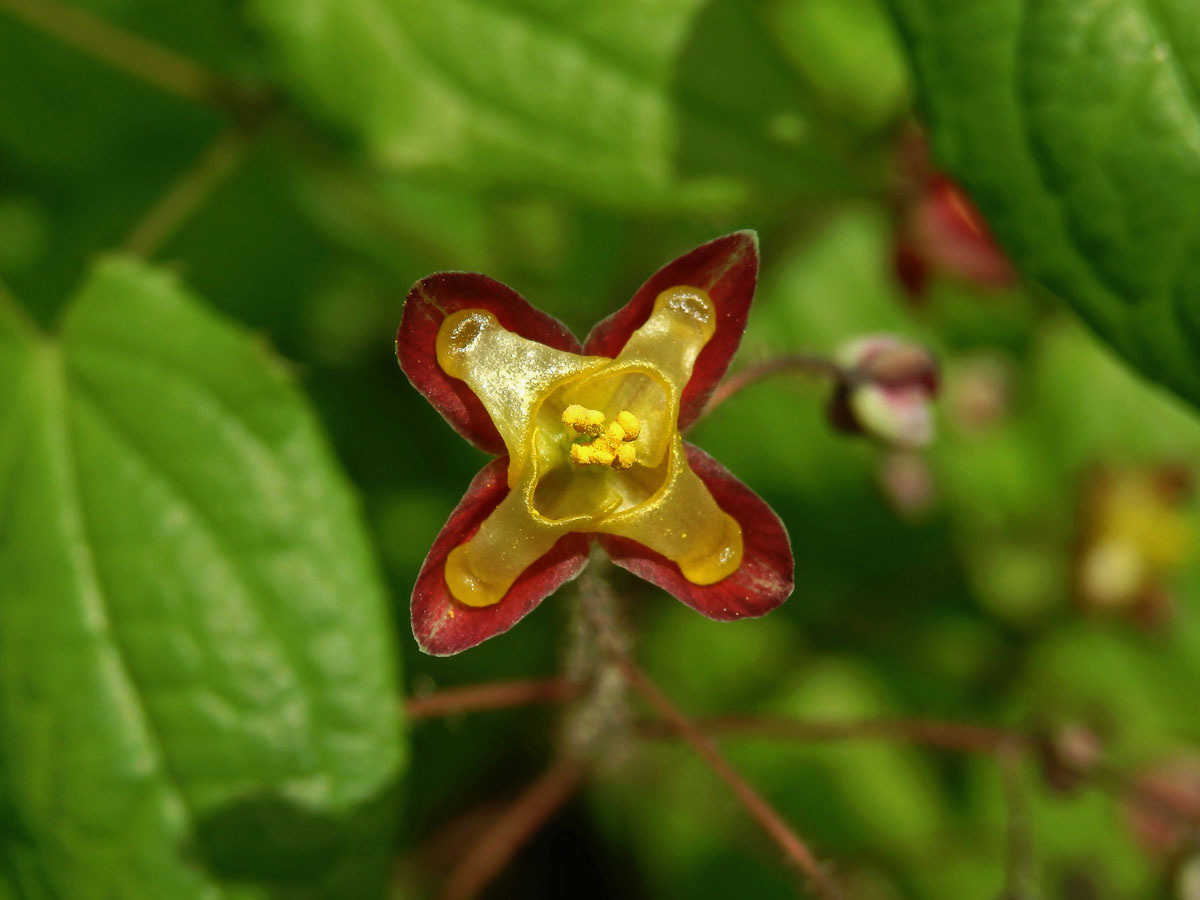 Škornice alpská (Epimedium alpinum L.)