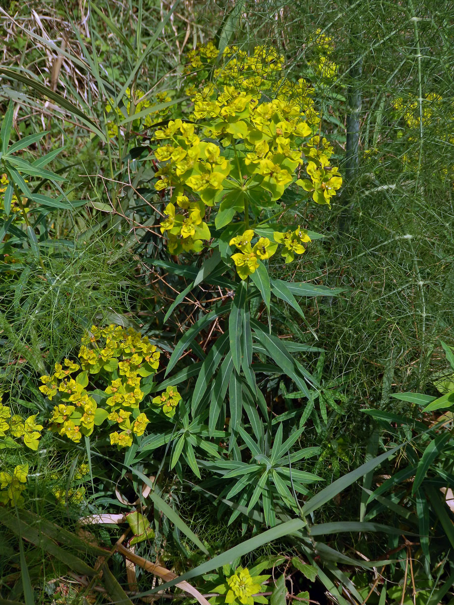 Pryšec (Euphorbia dendroides L.)