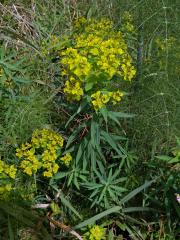 Pryšec (Euphorbia dendroides L.)  