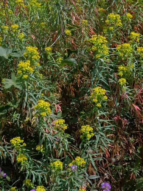 Pryšec (Euphorbia dendroides L.)