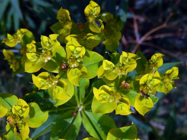 Pryšec (Euphorbia dendroides L.)