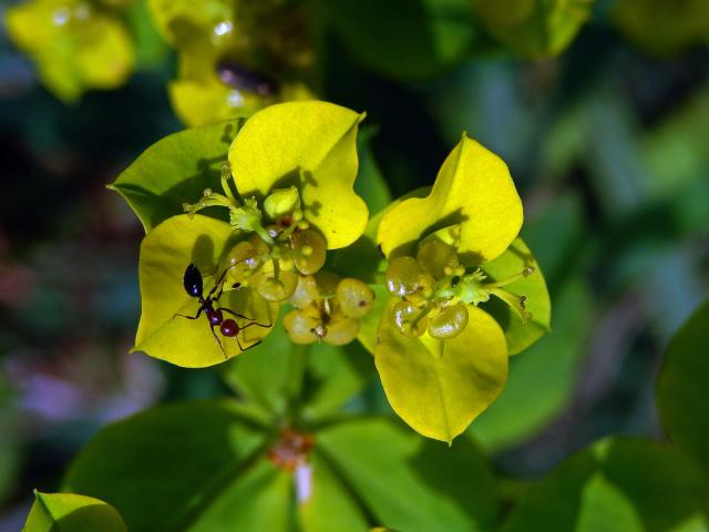 Pryšec (Euphorbia dendroides L.)