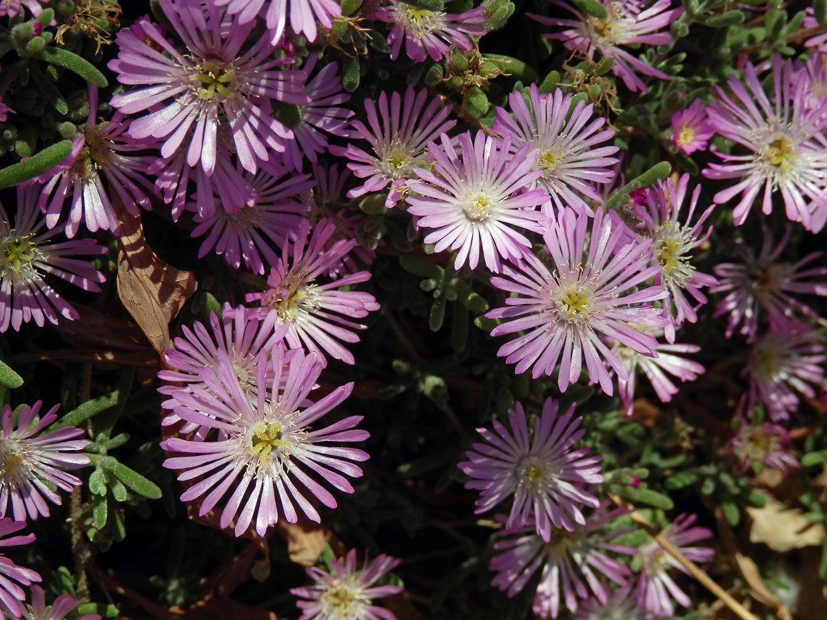 Ruschia geminiflora (Haw.) Schwantes