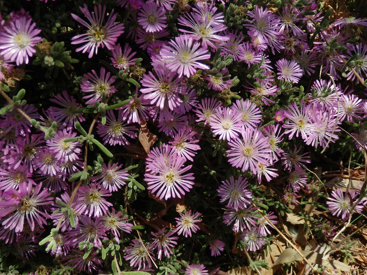 Ruschia geminiflora (Haw.) Schwantes