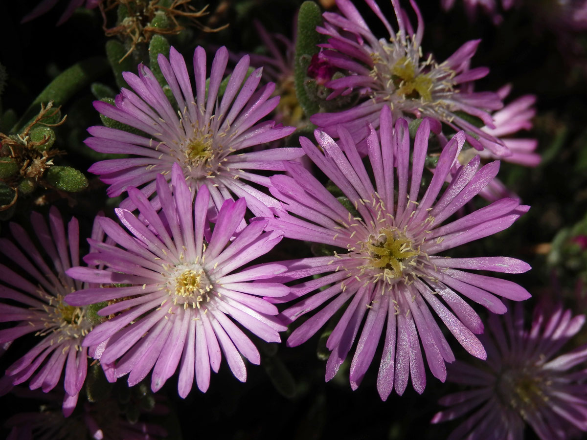 Ruschia geminiflora (Haw.) Schwantes