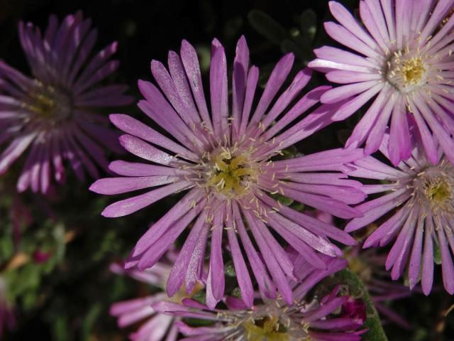 Ruschia geminiflora (Haw.) Schwantes