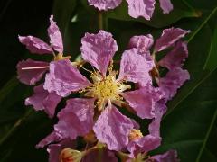 Lagerstroemia speciosa (L.) Pers.