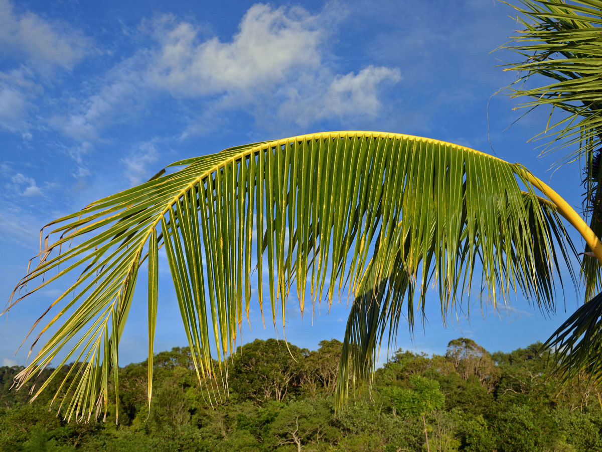 Kokosovník ořechoplodý (Cocos nucifera L.)