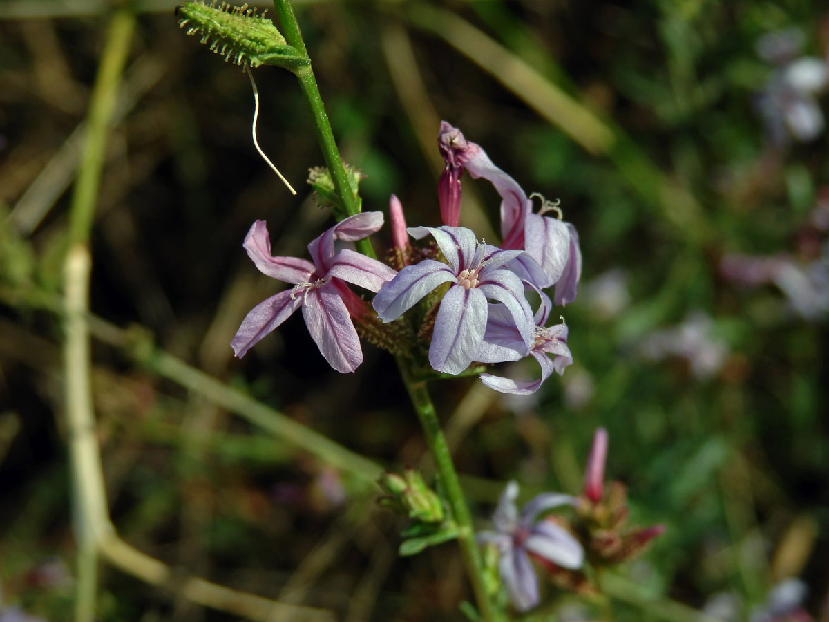 Olověnec evropský (Plumbago europaea L.)