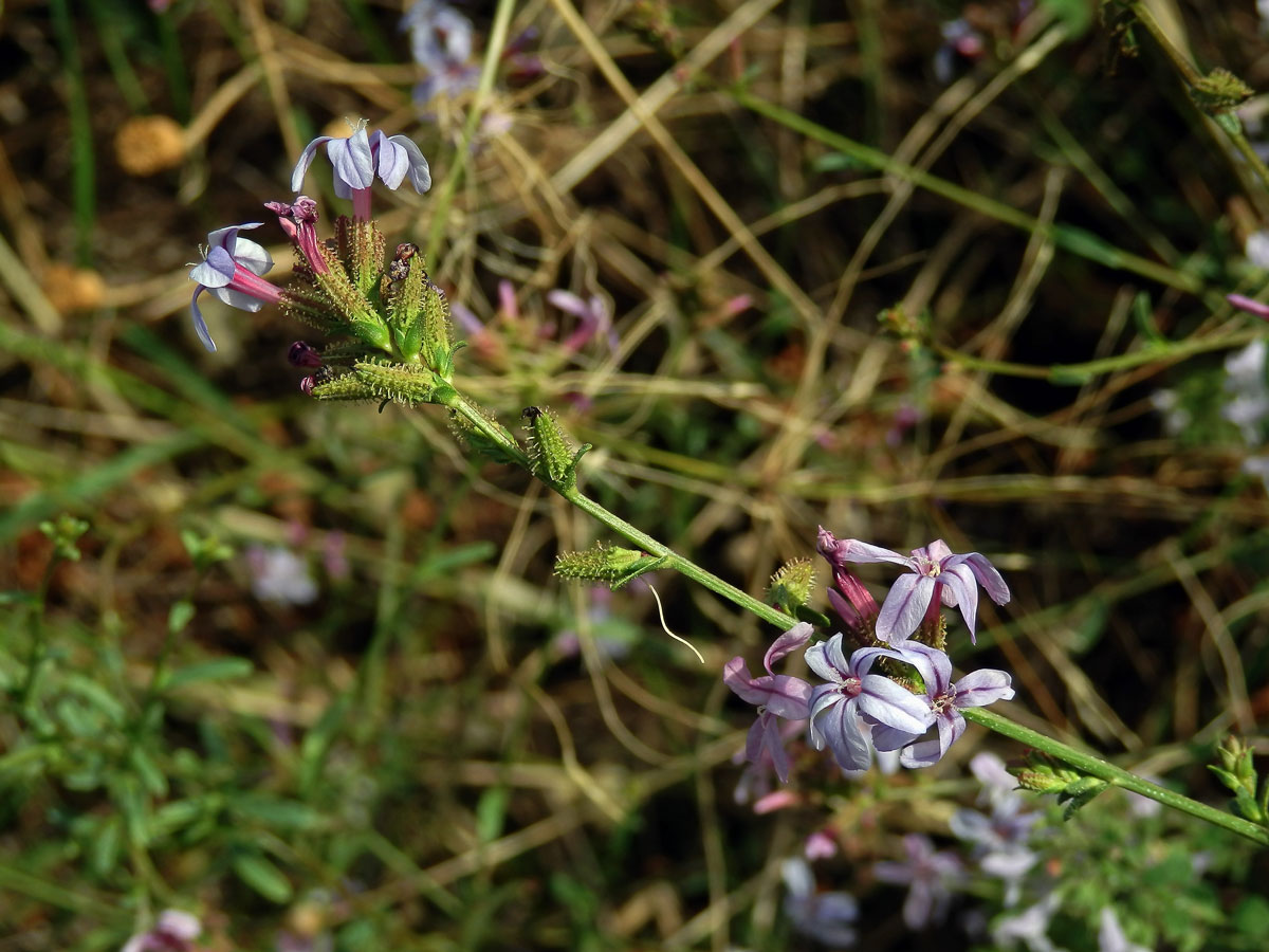 Olověnec evropský (Plumbago europaea L.)