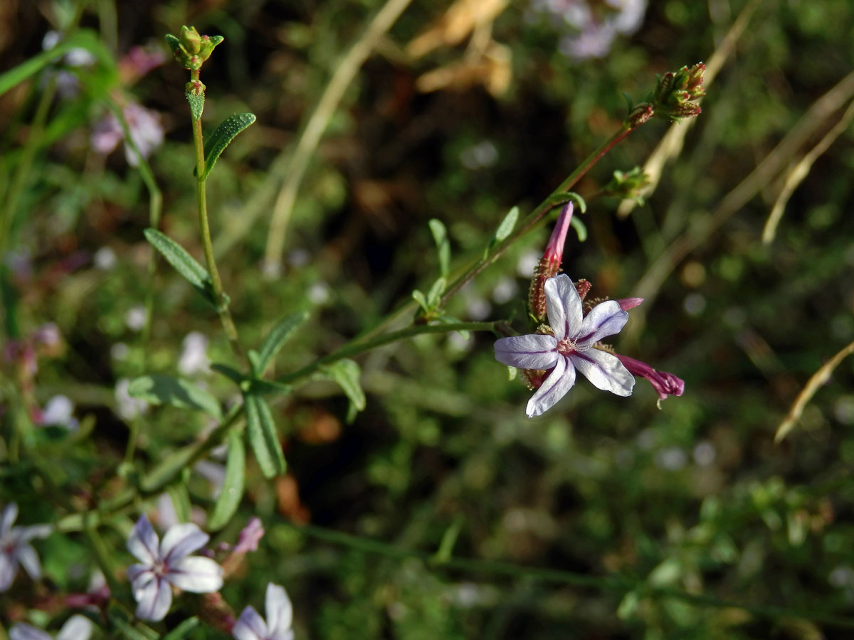 Olověnec evropský (Plumbago europaea L.)