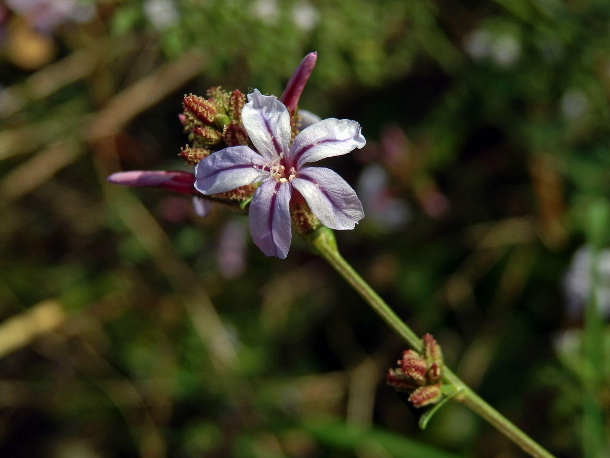 Olověnec evropský (Plumbago europaea L.)