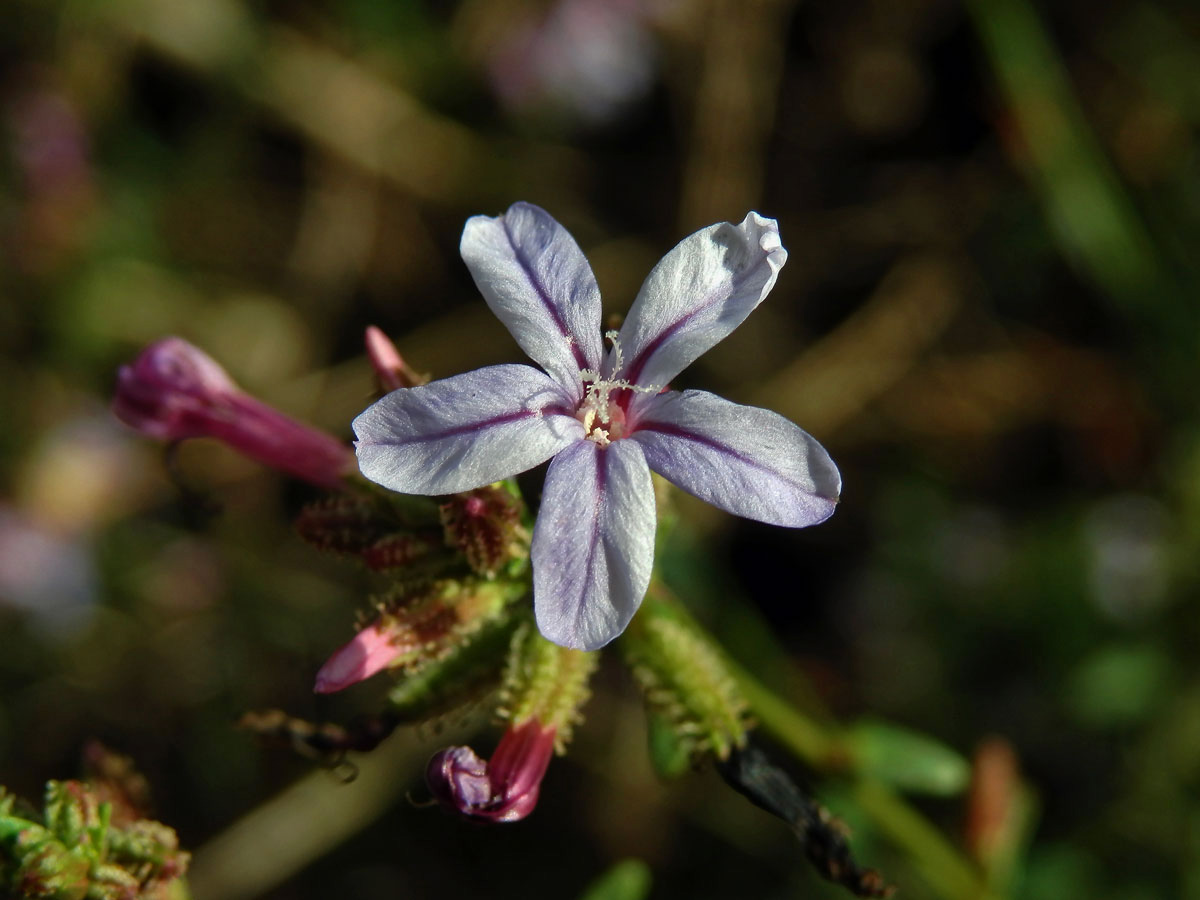 Olověnec evropský (Plumbago europaea L.)