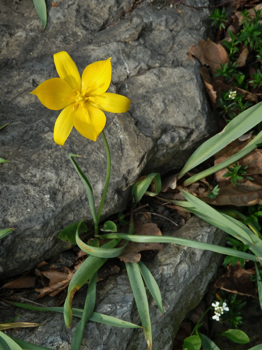 Tulipán planý (Tulipa sylvestris L.)