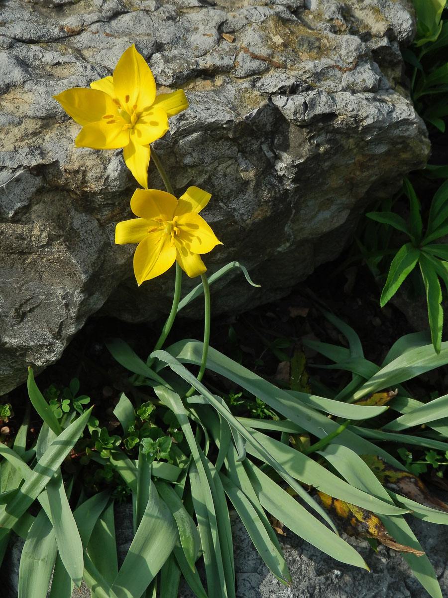 Tulipán planý (Tulipa sylvestris L.)