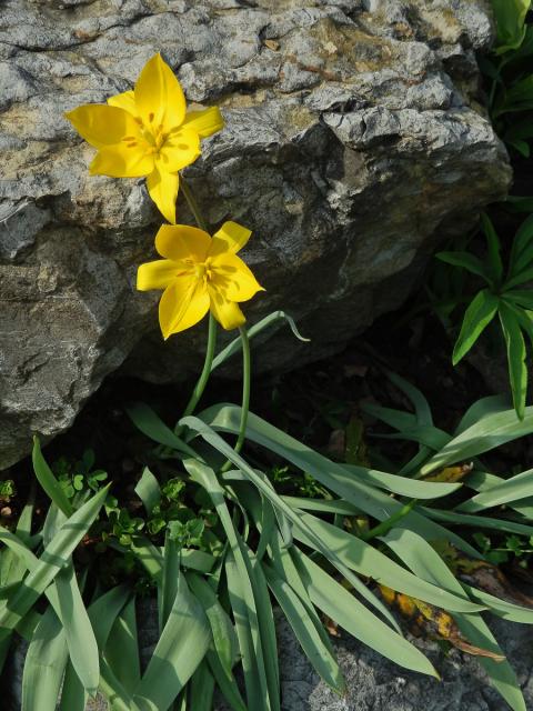 Tulipán planý (Tulipa sylvestris L.)