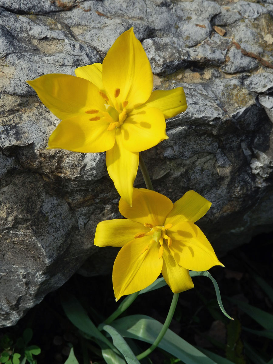 Tulipán planý (Tulipa sylvestris L.)