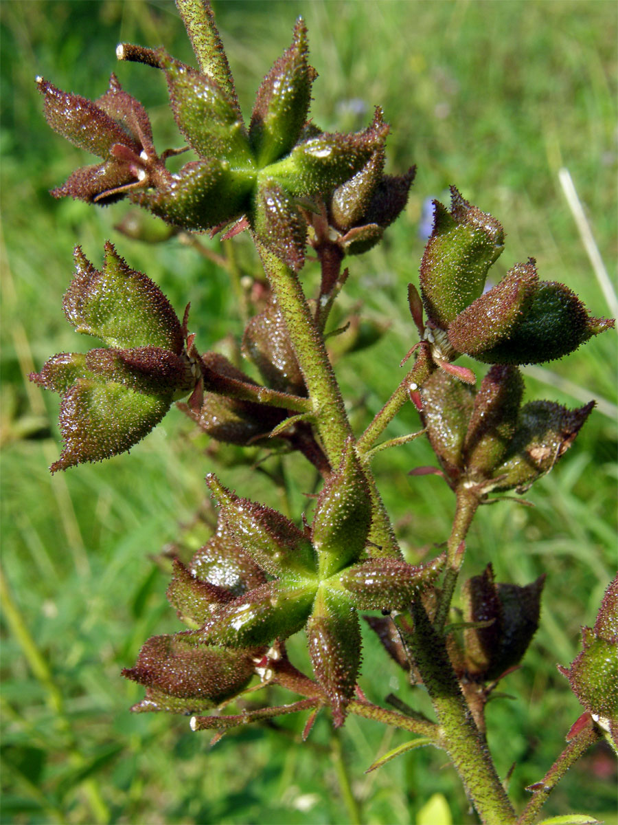 Třemdava bílá (Dictamnus albus L.)