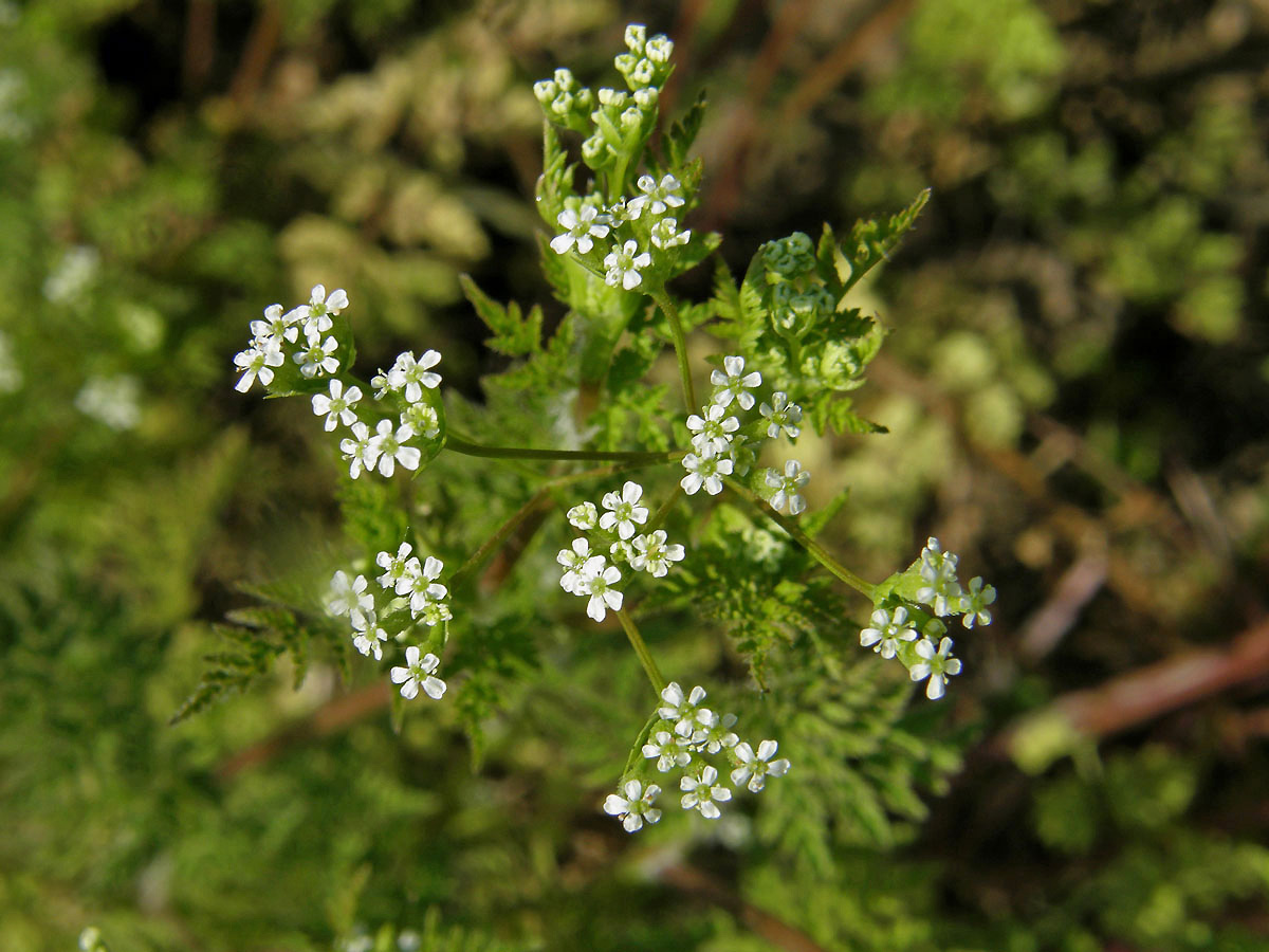 Kerblík obecný (Anthriscus caucalis Bieb.)