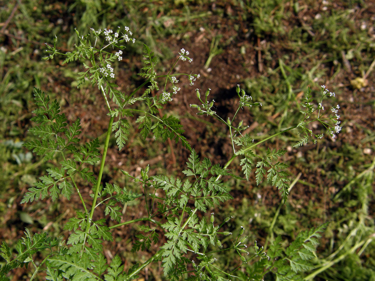 Kerblík obecný (Anthriscus caucalis Bieb.)