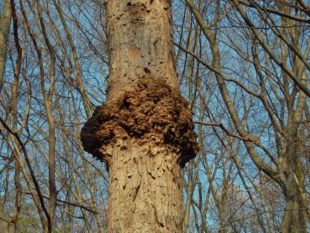 Javor klen (Acer pseudoplatanus L.) s nádorem na kmeni (31c)