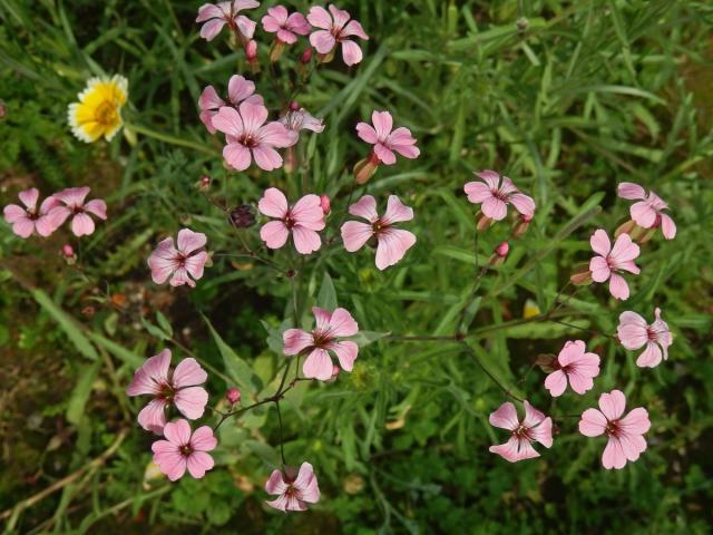 Kravinec polní (Vaccaria hispanica (P. Mill.) Rauschert)