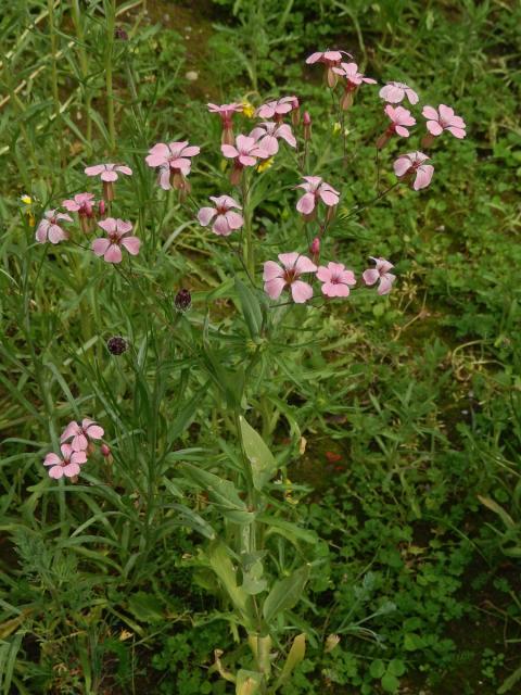 Kravinec polní (Vaccaria hispanica (P. Mill.) Rauschert)