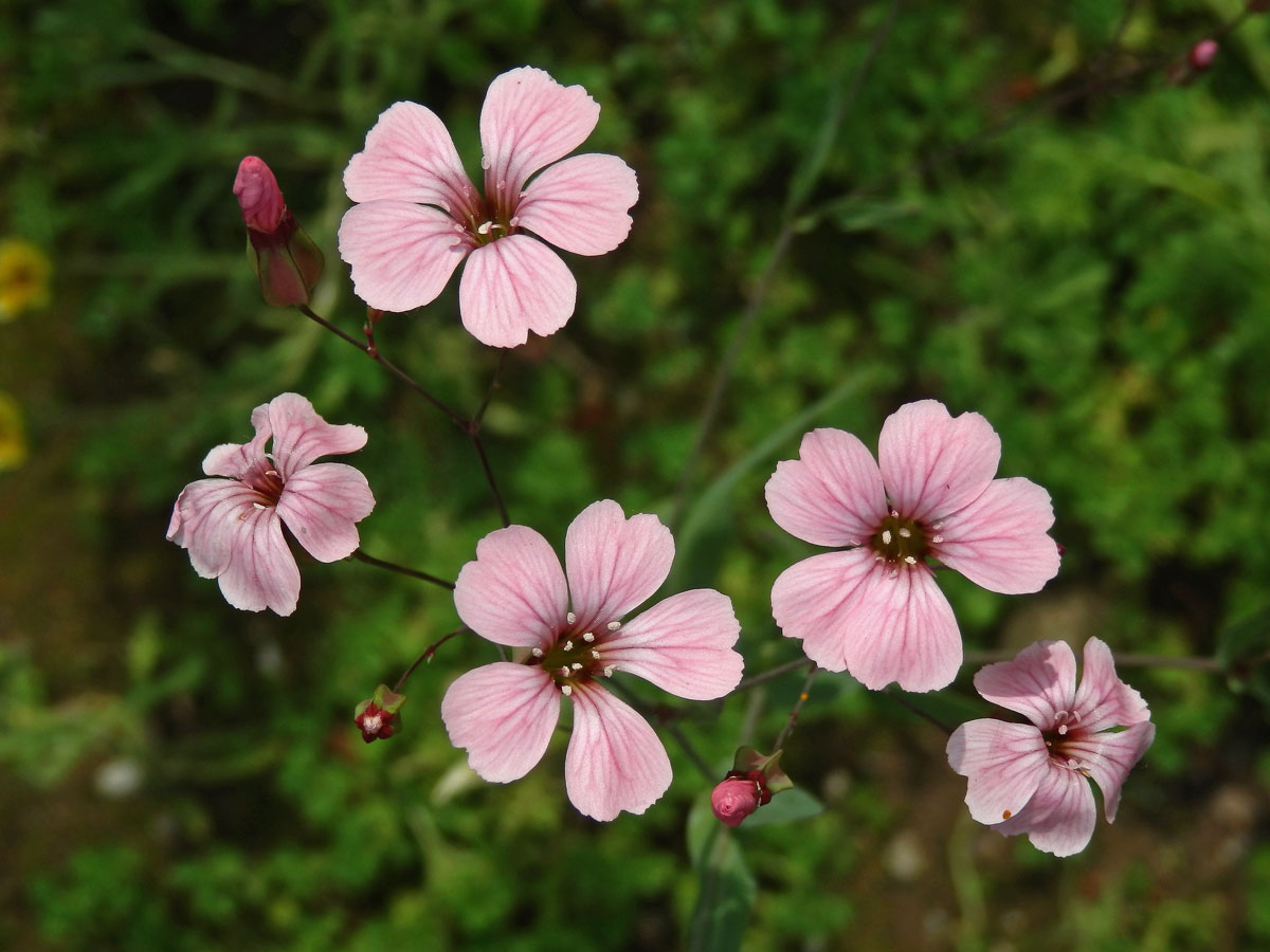 Kravinec polní (Vaccaria hispanica (P. Mill.) Rauschert)