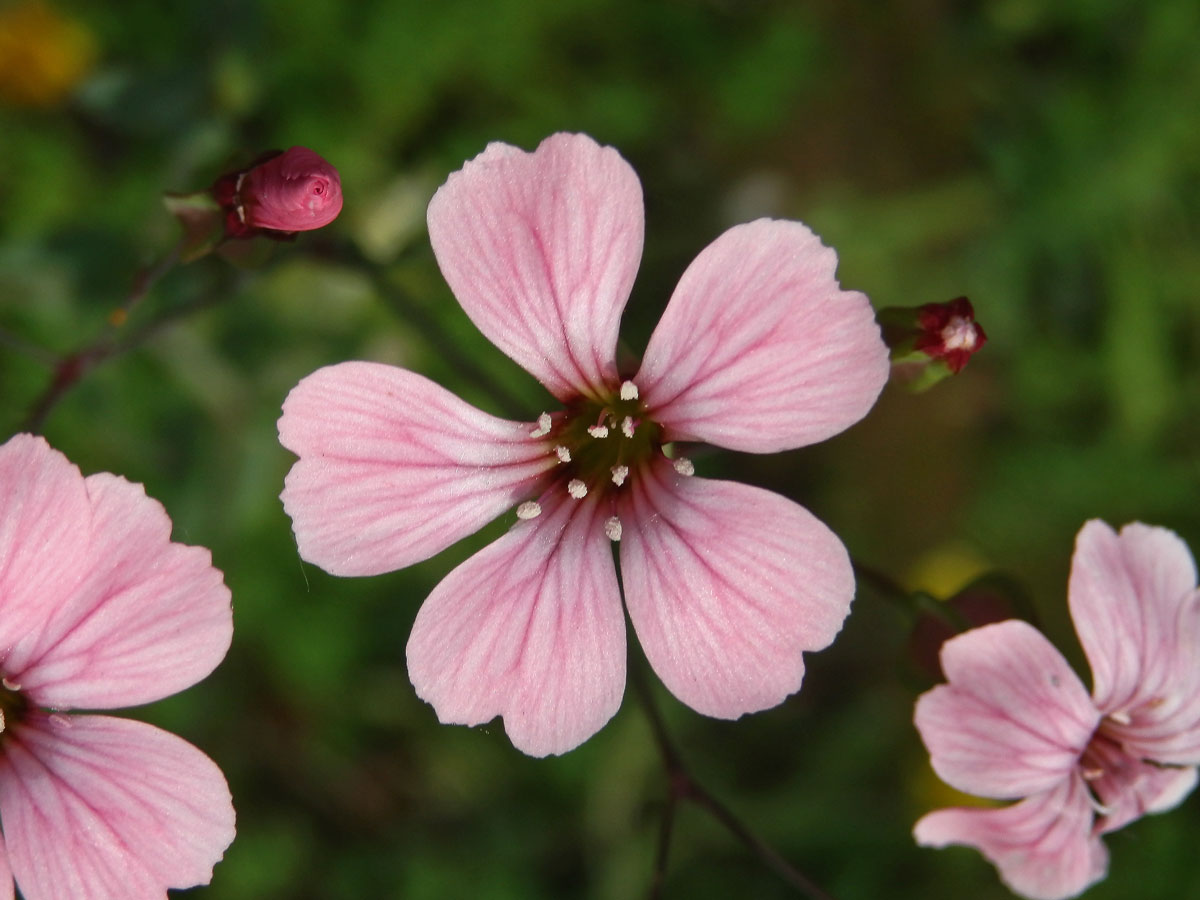 Kravinec polní (Vaccaria hispanica (P. Mill.) Rauschert)