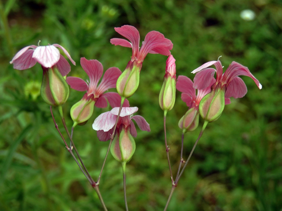 Kravinec polní (Vaccaria hispanica (P. Mill.) Rauschert)