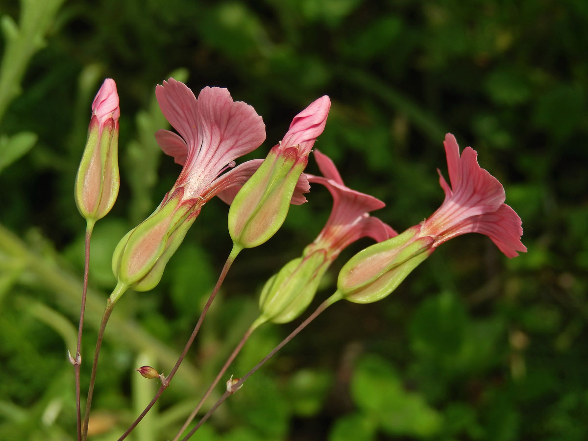 Kravinec polní (Vaccaria hispanica (P. Mill.) Rauschert)