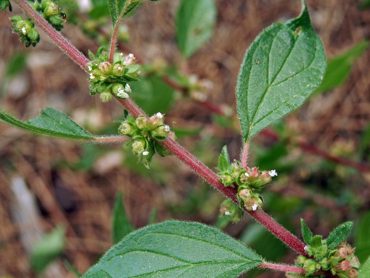 Drnavec palestinský (Parietaria judaica L.)