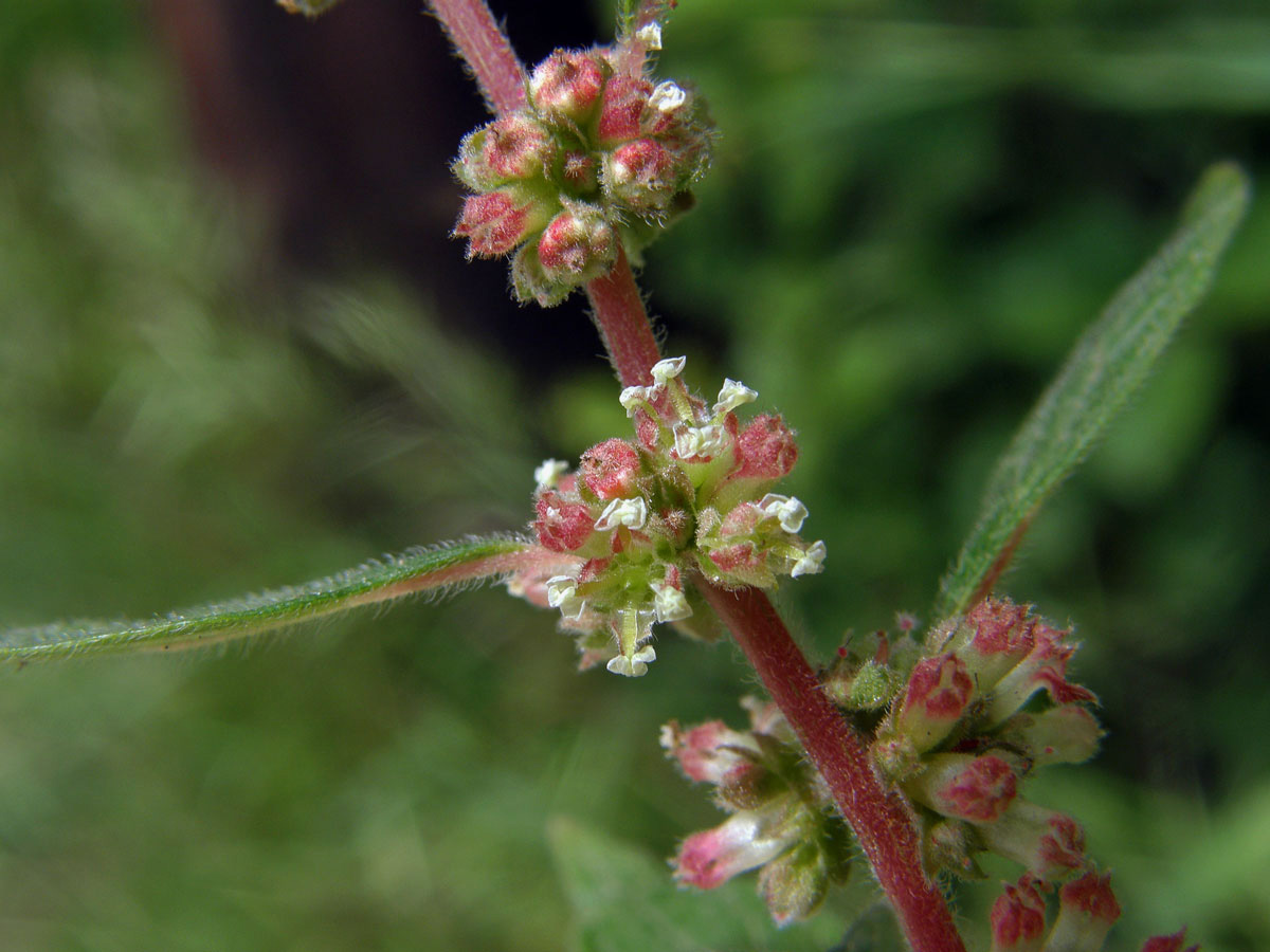 Drnavec palestinský (Parietaria judaica L.)