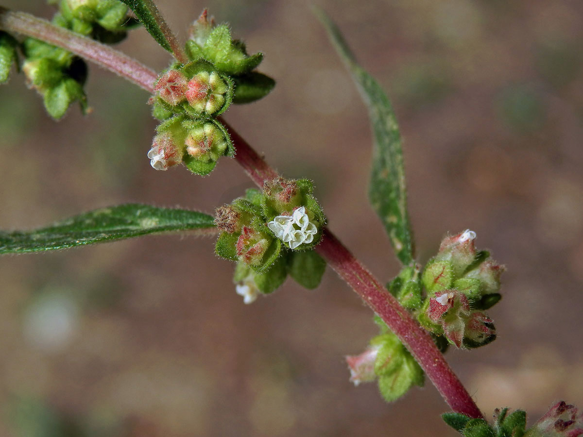 Drnavec palestinský (Parietaria judaica L.)