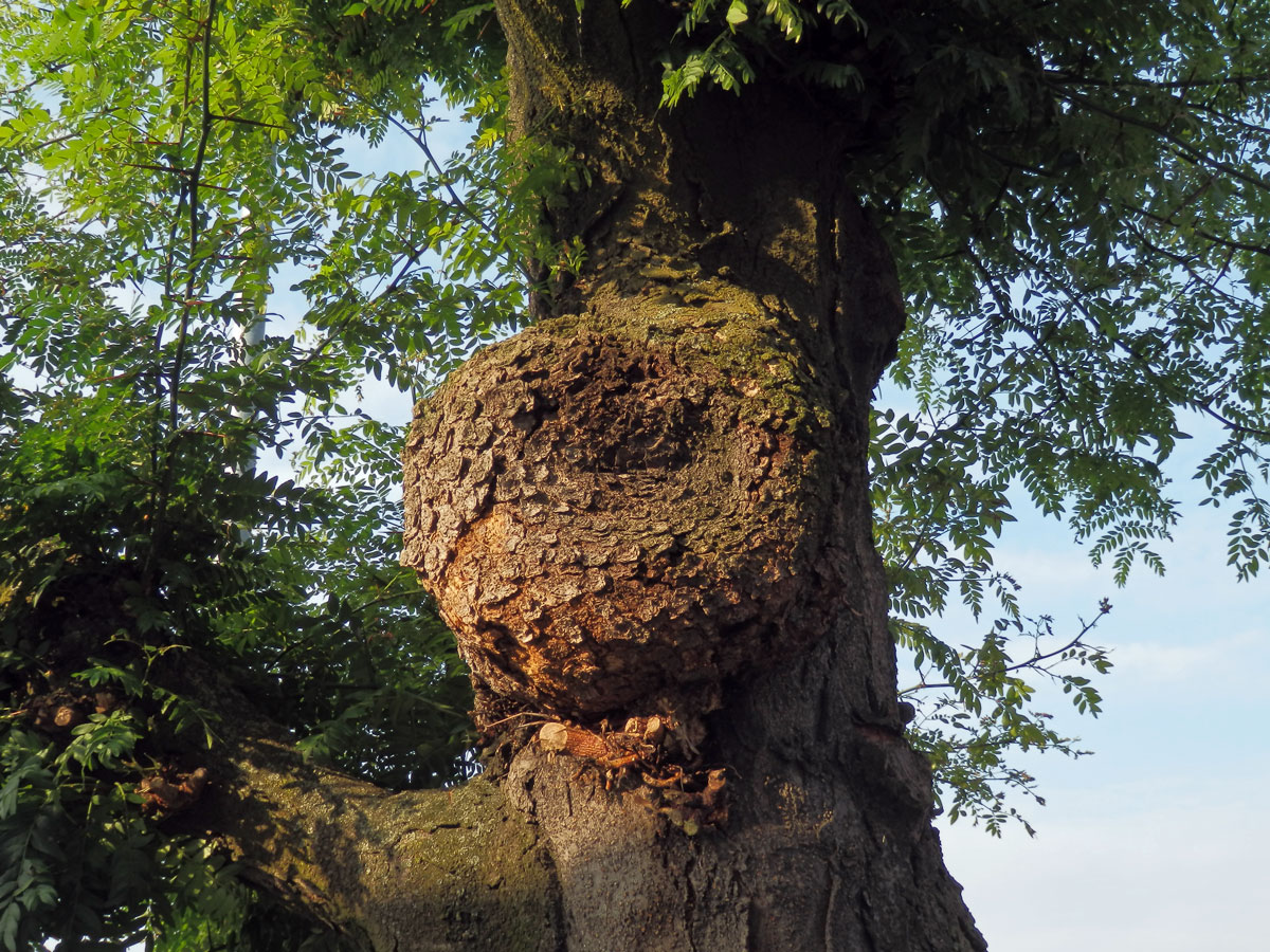 Dřezovec trojtrnný (Gleditsia triacanthos L.) (4) s nádorem na kmeni