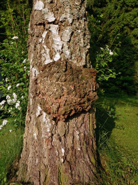 Nádor na bříze bělokoré (Betula pendula Roth) (32a)