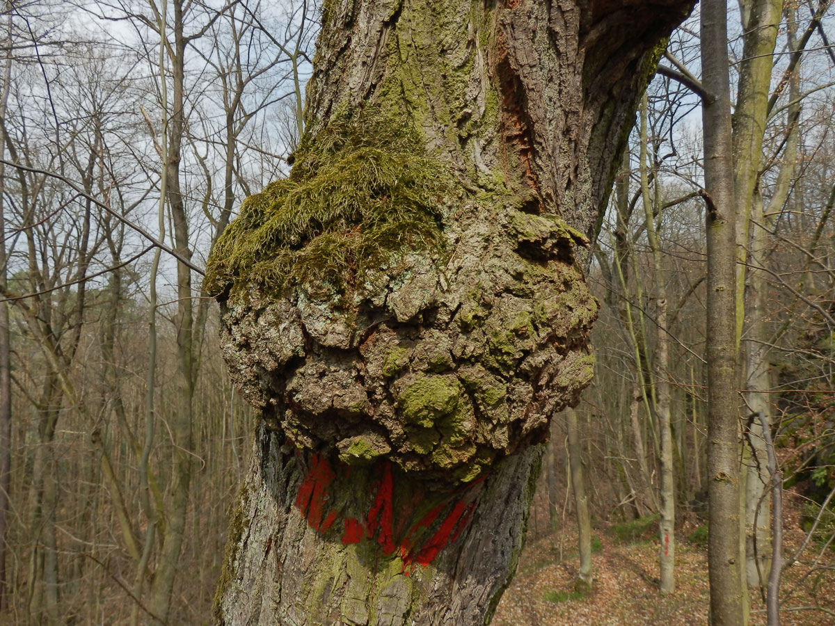 Lípa velkolistá (Tilia platyphyllos Scop.) (19c) s nádory na kmeni