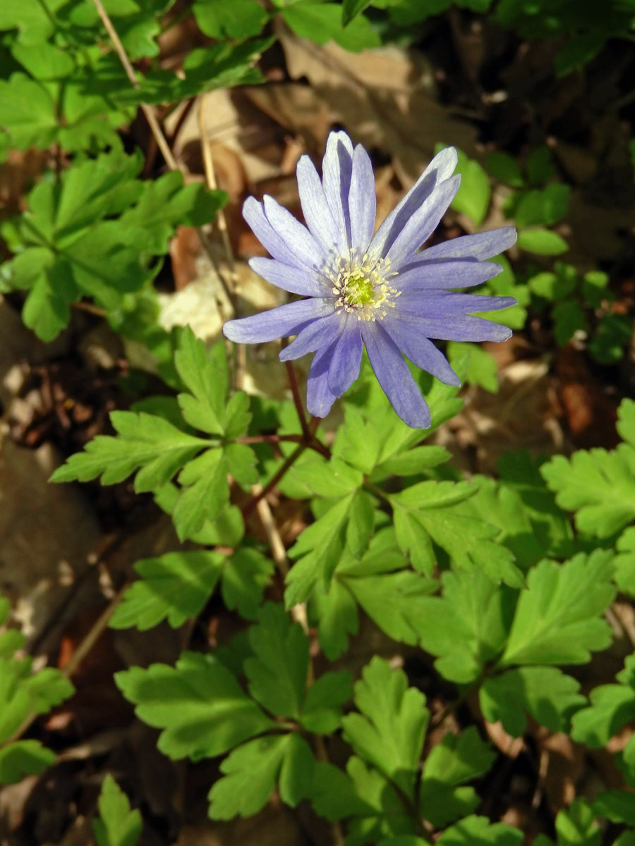 Sasanka (Anemone apennina L.)