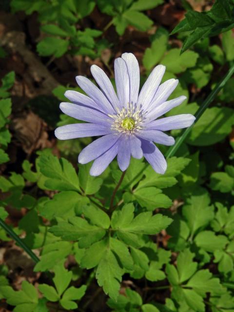 Sasanka (Anemone apennina L.)