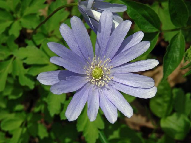 Sasanka (Anemone apennina L.)