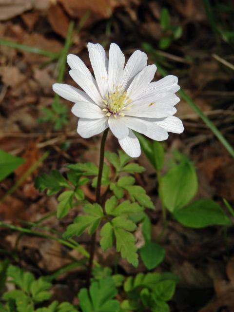 Sasanka (Anemone apennina L.)