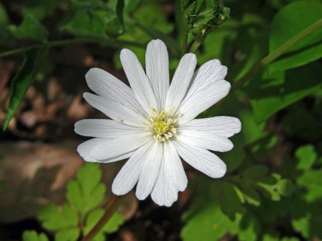 Sasanka (Anemone apennina L.)