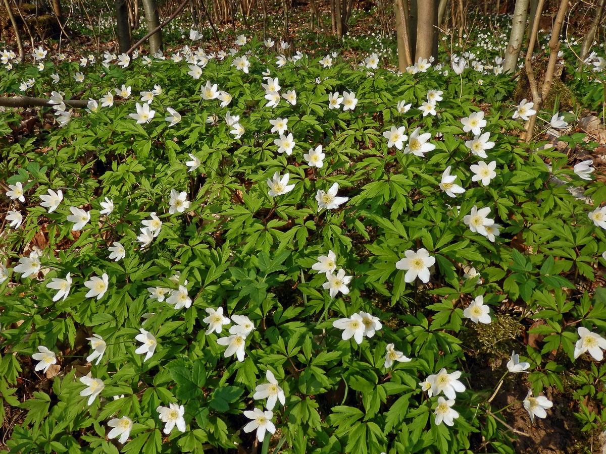 Sasanka hajní (Anemone nemorosa L.)