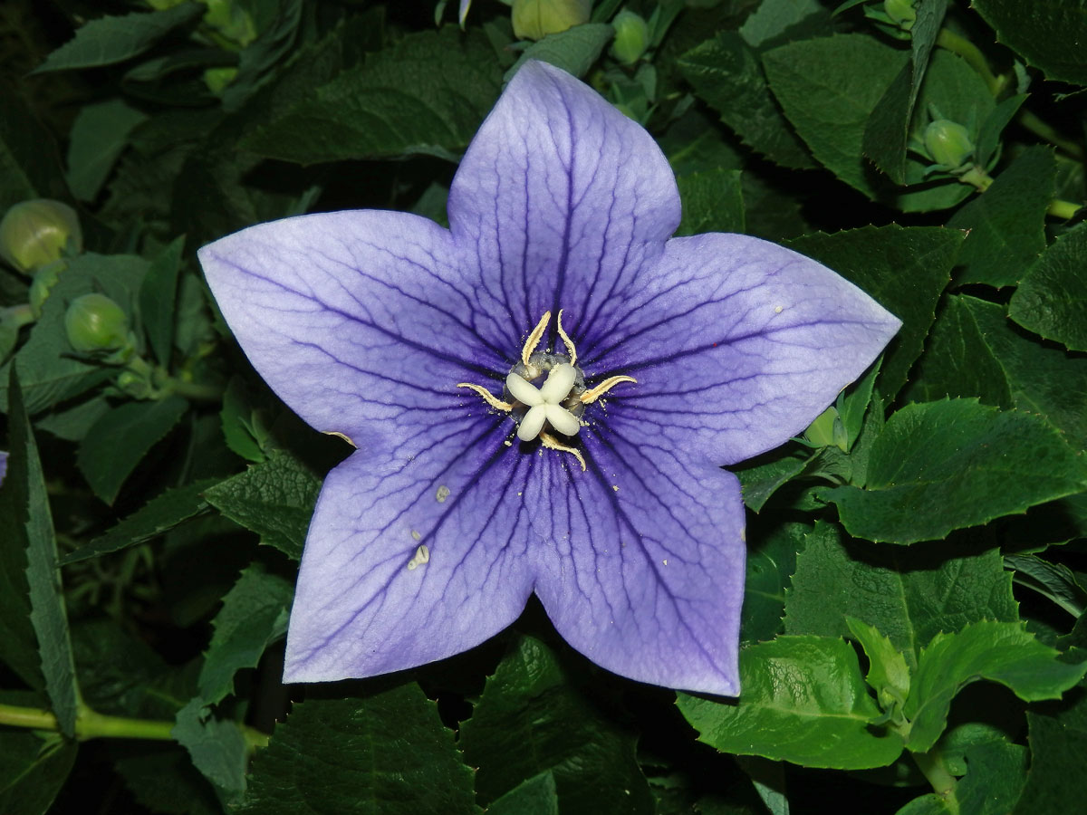 Boubelka velkokvětá (Platycodon grandiflorum (Jacw.) A. DC.) se čtyřmi bliznami