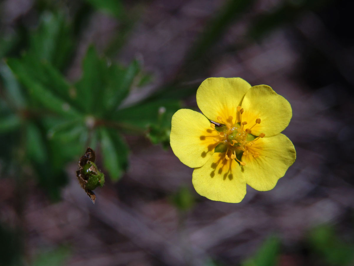 Mochna nátržník (Potentilla erecta (L.) Rauschel) s pětičetným květem (2)