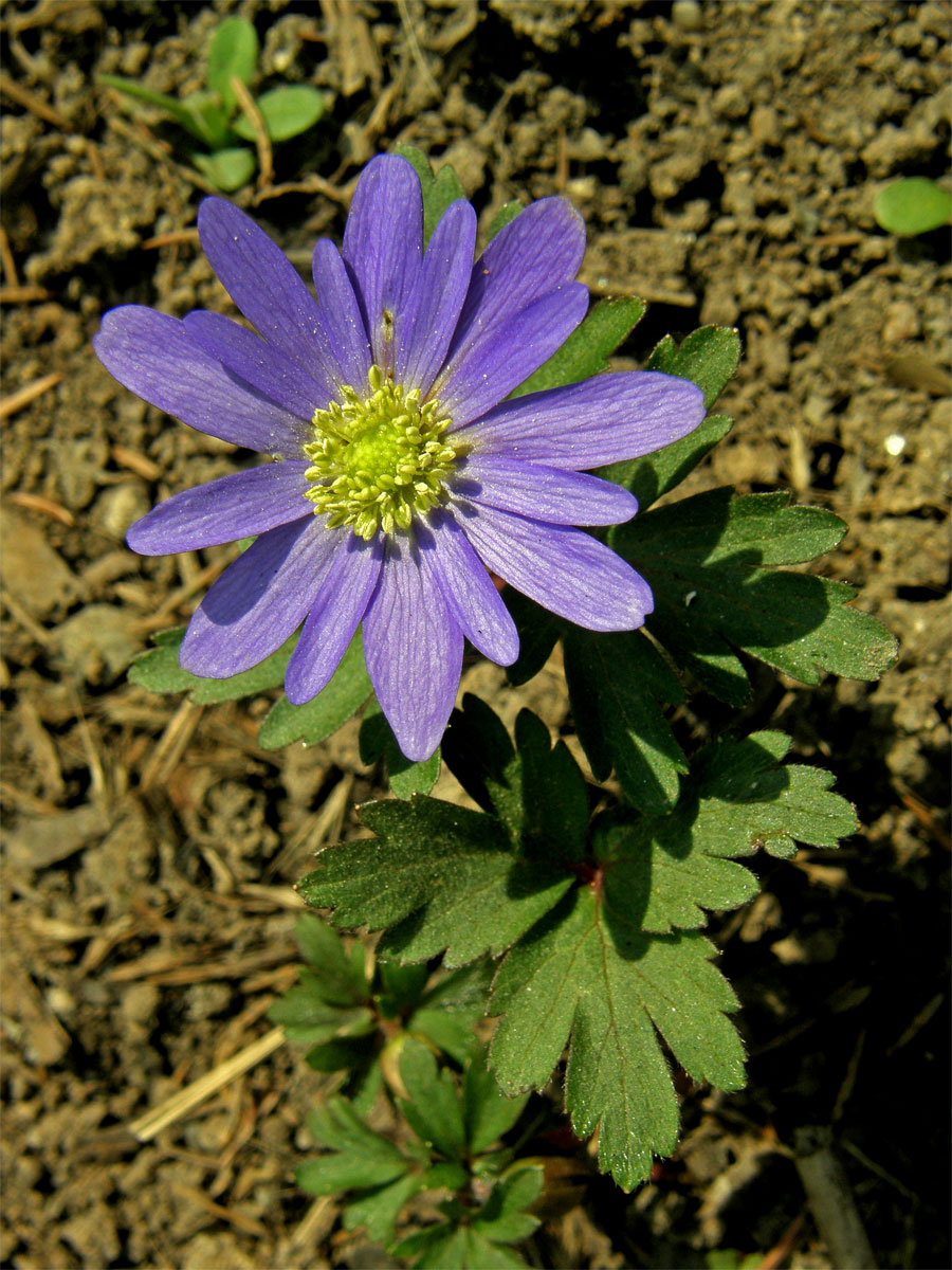 Sasanka vábná (Anemone blanda Scott et Kotschy)